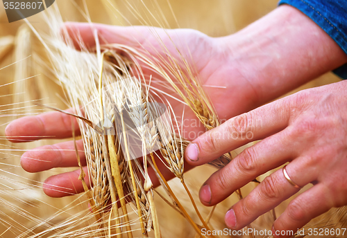Image of wheat