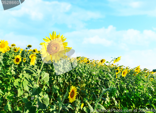 Image of sunflower field