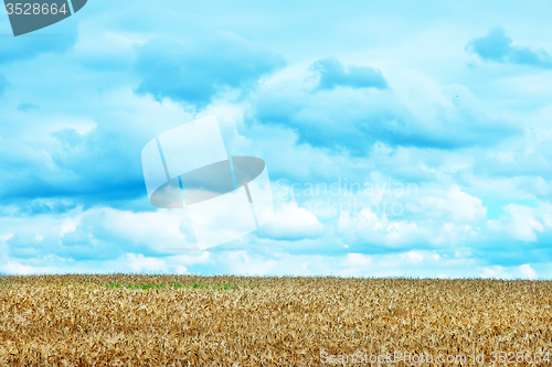 Image of wheat field