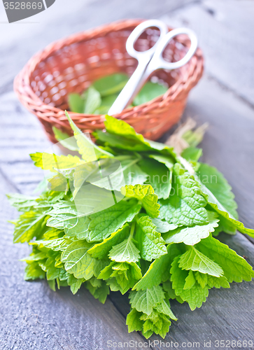 Image of fresh mint leaf 