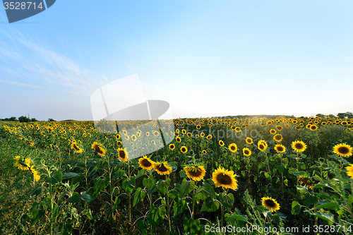 Image of sunflower field