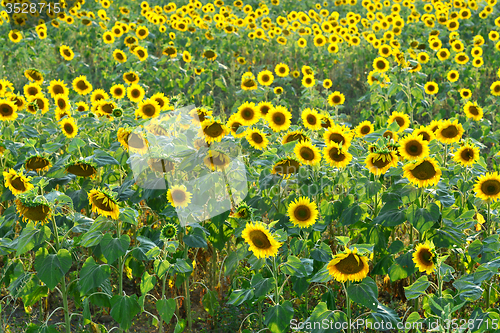 Image of sunflower field