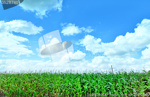 Image of Corn field