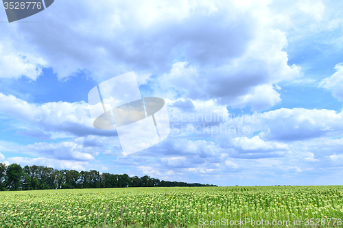Image of sunflower field