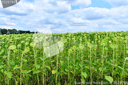 Image of sunflower field