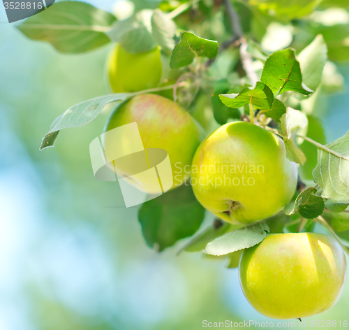 Image of fresh apples