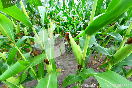 Image of Corn field