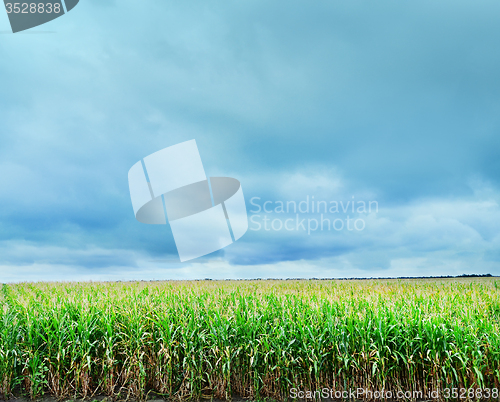 Image of Corn field