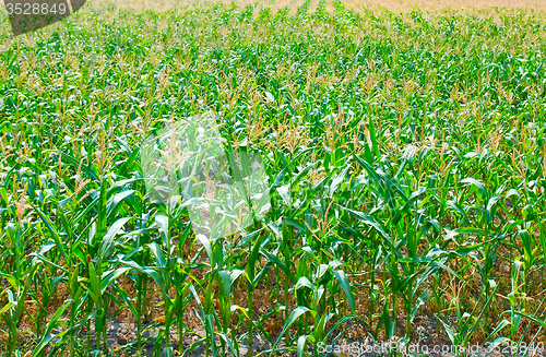Image of Beautiful green maize field