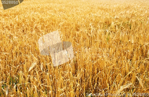 Image of wheat