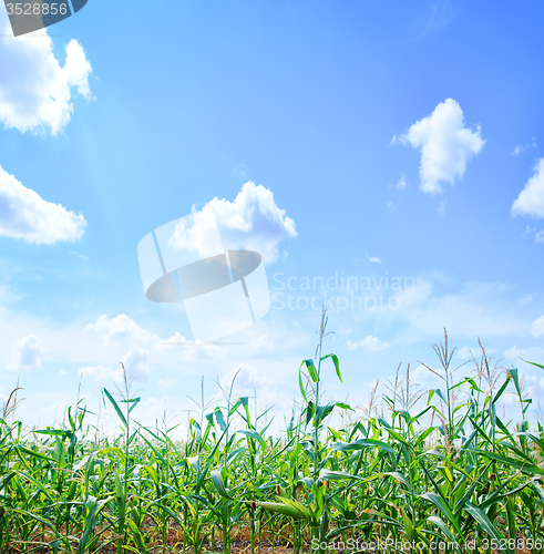Image of Beautiful green maize field