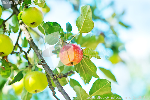 Image of fresh apples