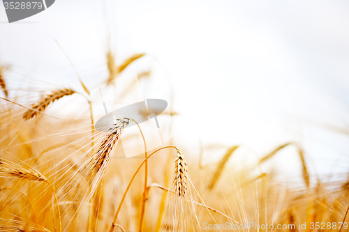 Image of wheat