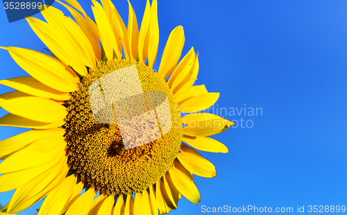 Image of sunflower field