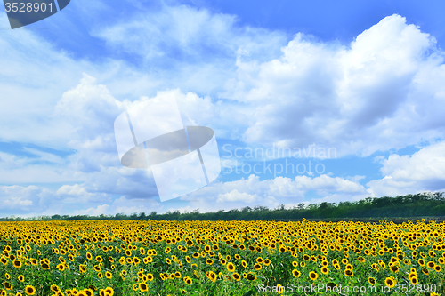 Image of sunflower field