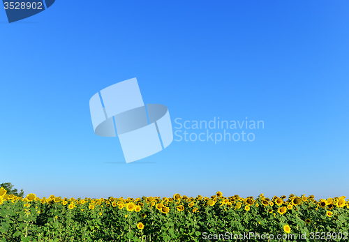 Image of sunflower field