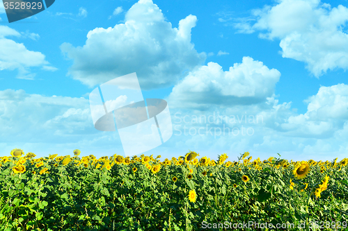 Image of sunflower field