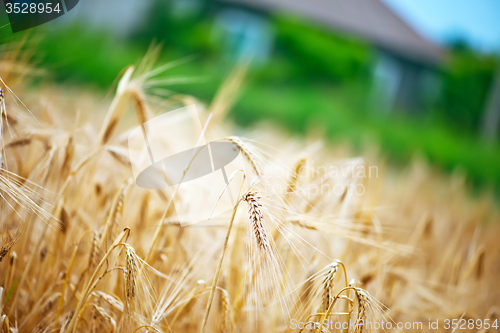 Image of wheat field