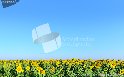 Image of sunflower field