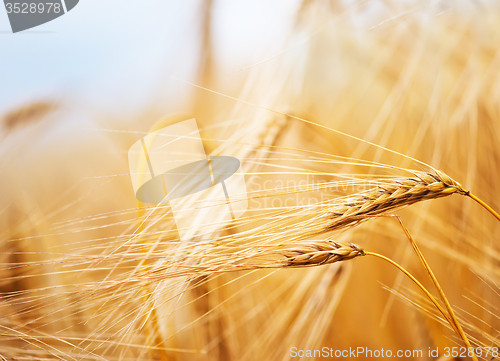 Image of wheat