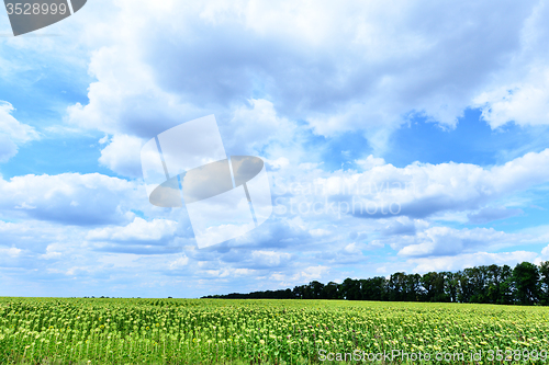 Image of sunflower field