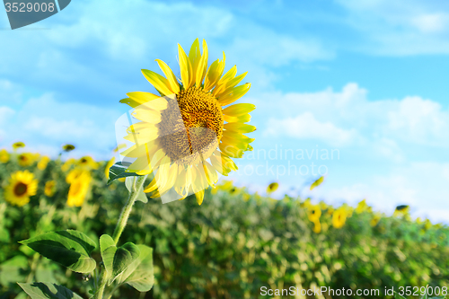 Image of sunflower field