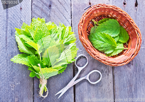 Image of fresh mint leaf 
