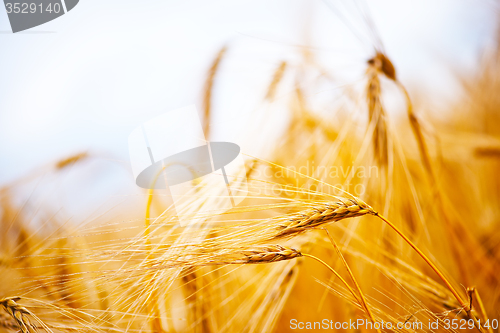 Image of wheat