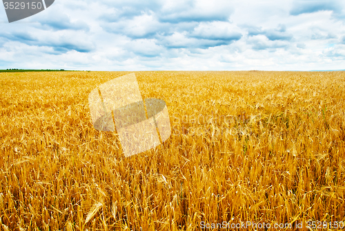 Image of wheat