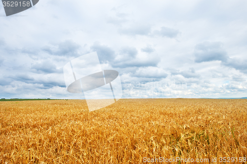 Image of wheat