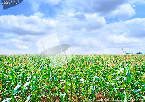 Image of Beautiful green maize field