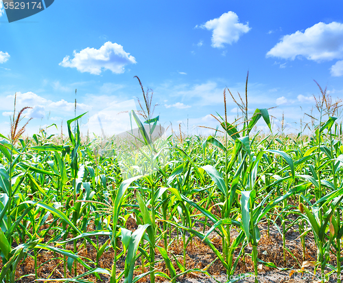 Image of Beautiful green maize field
