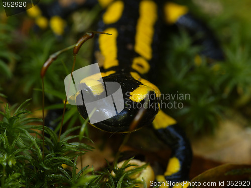 Image of fire salamander