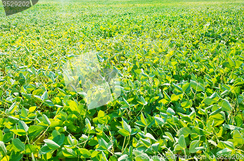 Image of bean field