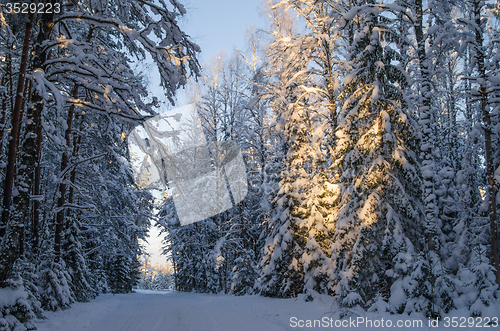 Image of Spruce covered with snow in winter forest. Viitna, Estonia. 