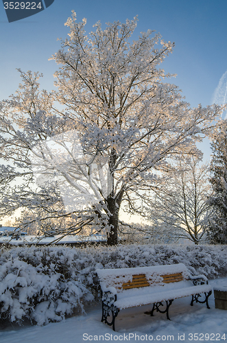 Image of A beautiful city park with trees covered with hoarfrost