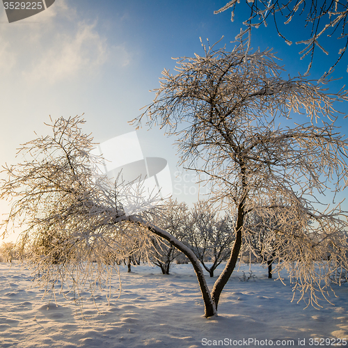 Image of Apple trees covered with hoarfrost against the blue sky