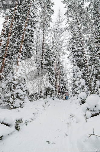 Image of The woman with a dog on walk in a winter wood