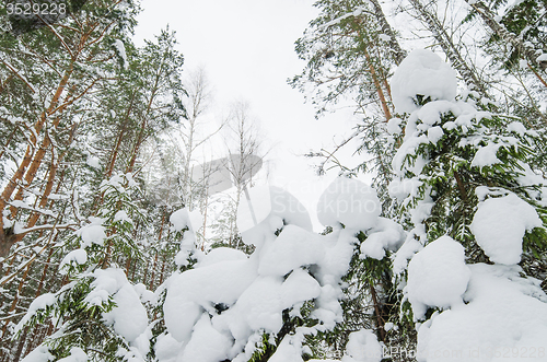 Image of Winter snow covered trees. Viitna, Estonia. 