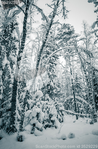 Image of Winter snow covered trees. Viitna, Estonia. 