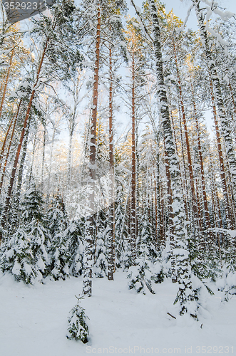 Image of Winter snow covered trees. Viitna, Estonia. 