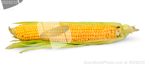 Image of Single half peeled ear of corn