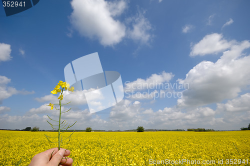 Image of Rape flower in hand