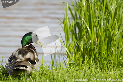 Image of Duck by the lake