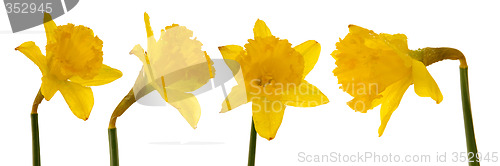 Image of Daffodil