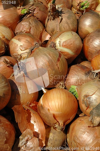 Image of Onion background