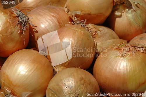 Image of Onion background