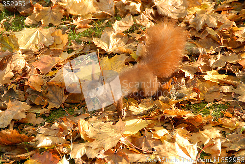 Image of squirrel