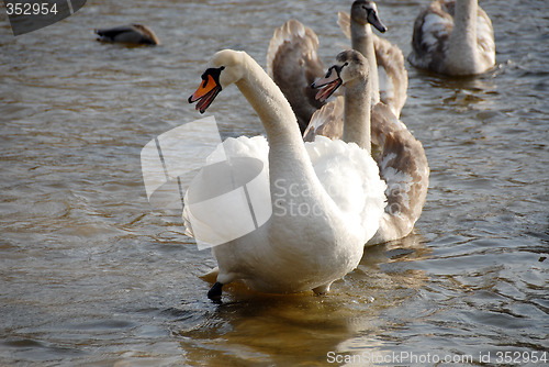 Image of swans