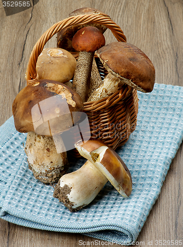 Image of Forest Mushrooms